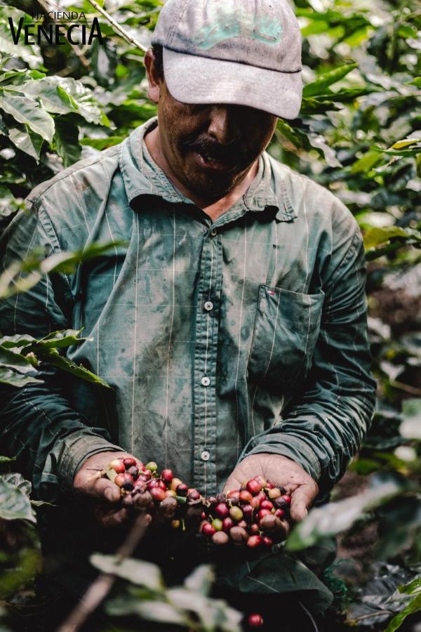 Hacienda Venecia Coffee Farm Hotel San Peregrino Екстер'єр фото