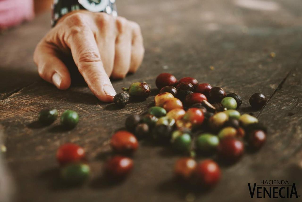 Hacienda Venecia Coffee Farm Hotel San Peregrino Екстер'єр фото